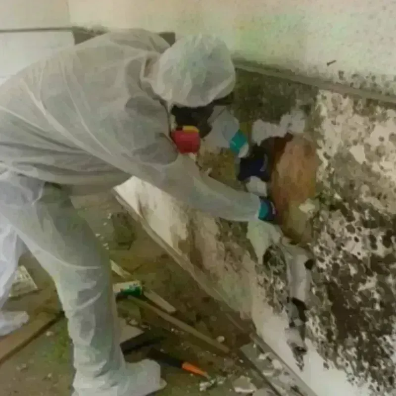 Mold Remediation and Removal in Seymour, TN